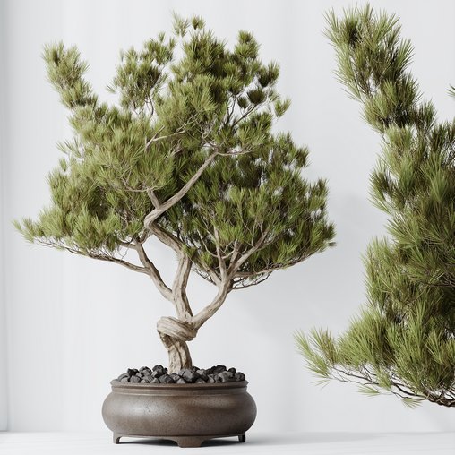 HQ HousePlants Bonsai Pinus Pentaphylla Thunbergii12 3d model Download Maxve