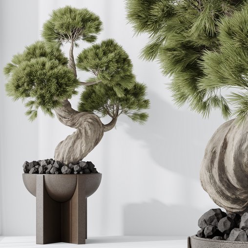 HQ HousePlants Bonsai Pinus Pentaphylla Thunbergii04 3d model Download Maxve