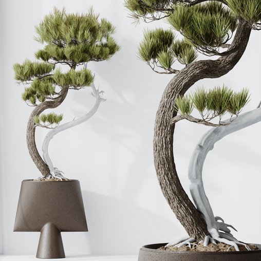 HQ HousePlants Bonsai Pinus Pentaphylla Thunbergii05 3d model Download Maxve
