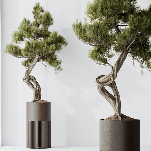 HousePlants Bonsai Pinus Pentaphylla Thunbergii10 3d model Download Maxve