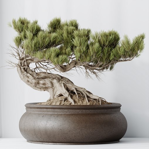 HousePlants Bonsai Pinus Pentaphylla Thunbergii09 3d model Download Maxve