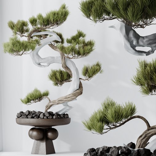 HQ HousePlants Bonsai Pinus Pentaphylla Thunbergii03 3d model Download Maxve