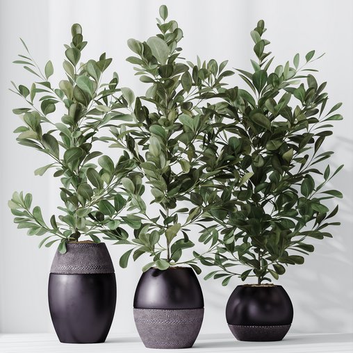 HousePlants Ficus Microcarpa Moclame Indian Laurel Set02 3d model Download Maxve