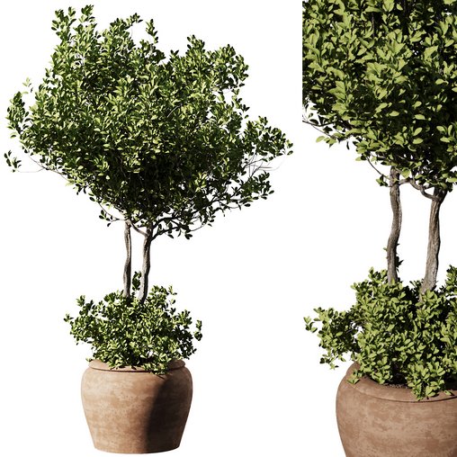 Outdoor Plant Set58 - olive in pot 3d model Download Maxve