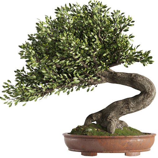 Bonsai Tree set6 3d model Download Maxve