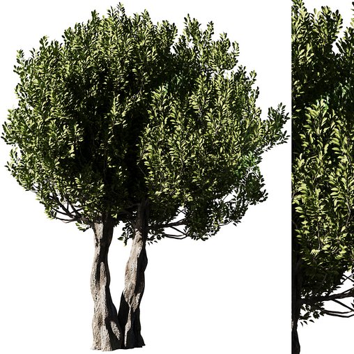 Olive Tree Set14 3d model Download Maxve