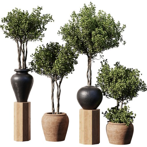 Indoor Plant Set56 - olive in old pot 3d model Download Maxve