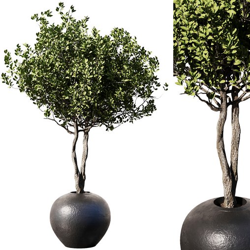 Indoor Plant Set57 - Olive pot 3d model Download Maxve