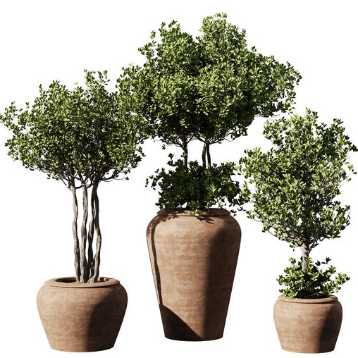 Indoor Plant Set55 - Olive in pot 3d model Download Maxve