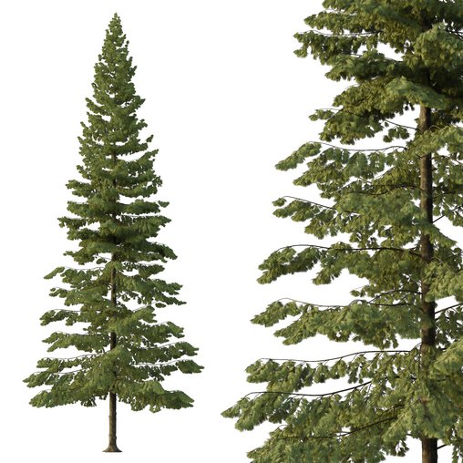 Spruce Tree05 3d model Download Maxve