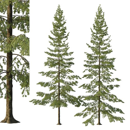 Spruce Tree04 3d model Download Maxve