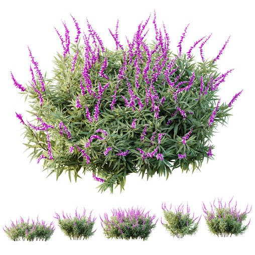 HQ Plants Salvia Leucantha Mexican Sage Santa Barbara 3d model Download Maxve