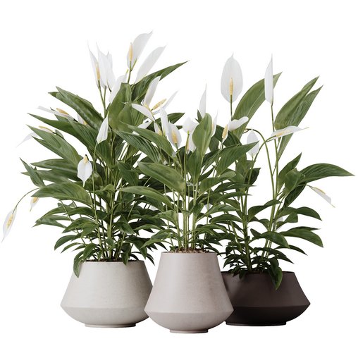 HQ HousePlants Spathiphyllum Wallisii Bellini Peace Lily Domino 3d model Download Maxve
