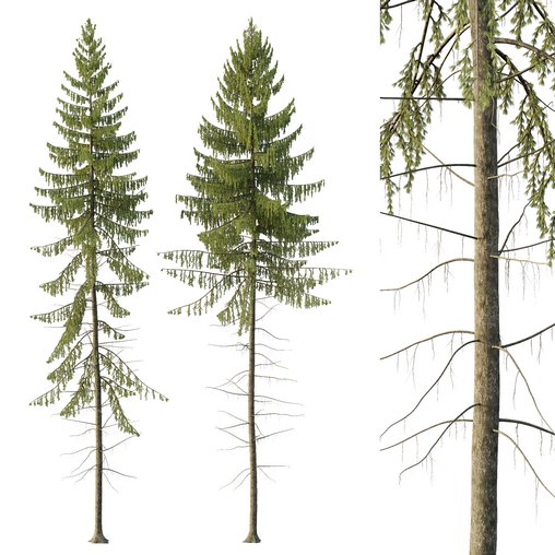 Spruce Tree02 3d model Download Maxve