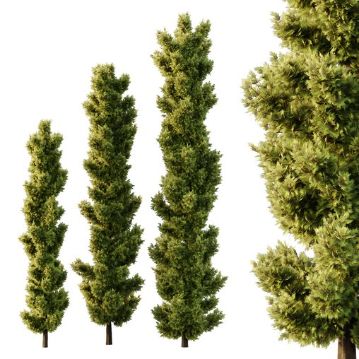 italian Cypress Tree04 3d model Download Maxve