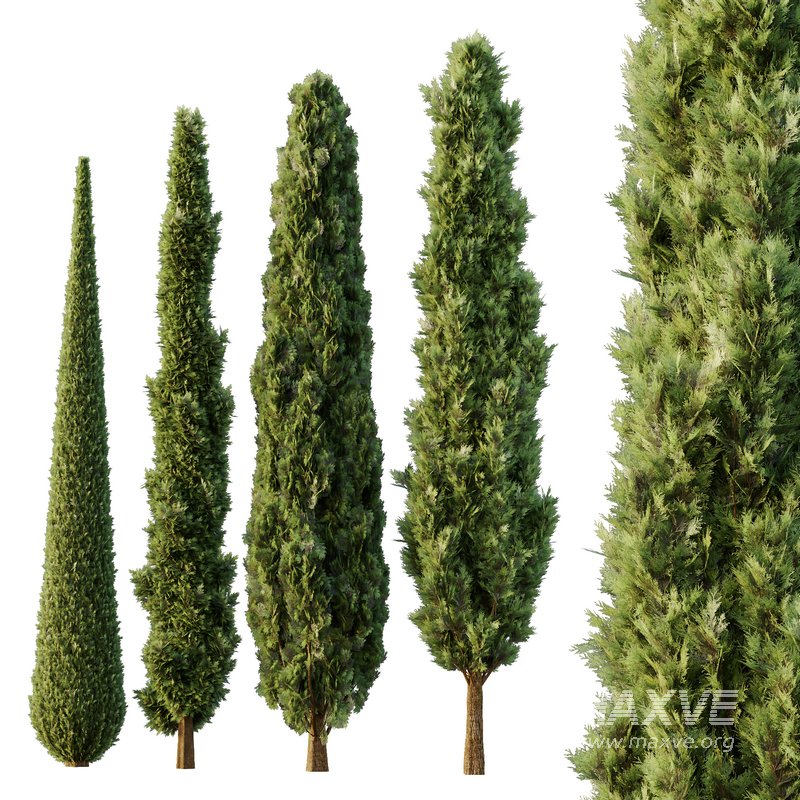 Italian Cypress Tree11 3d model Download Maxve