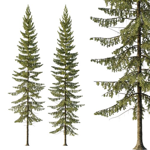 Spruce Tree03 3d model Download Maxve