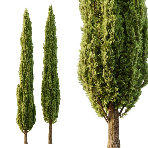 Italian Cypress Tree06 3d model Download Maxve