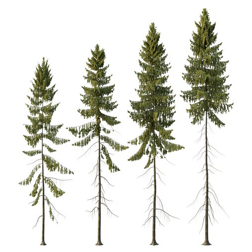 Spruce Tree01 3d model Download Maxve