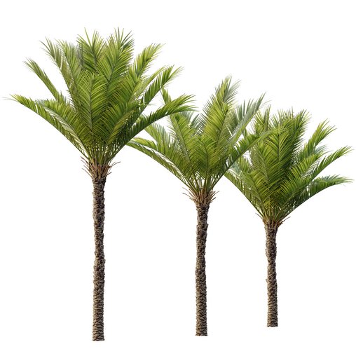 HQ Plants Phoenix Dactylifera Date Jurassic Palm Tree 3d model Download Maxve