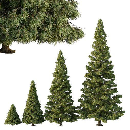 Spruce Tree07 3d model Download Maxve