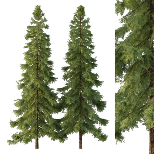 Alaska cedar Tree03 3d model Download Maxve