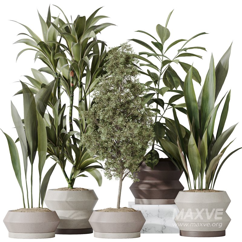 Indoor plant set 52