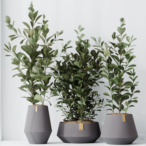 HousePlants Ficus Microcarpa Moclame Indian Laurel Set01 3d model Download Maxve