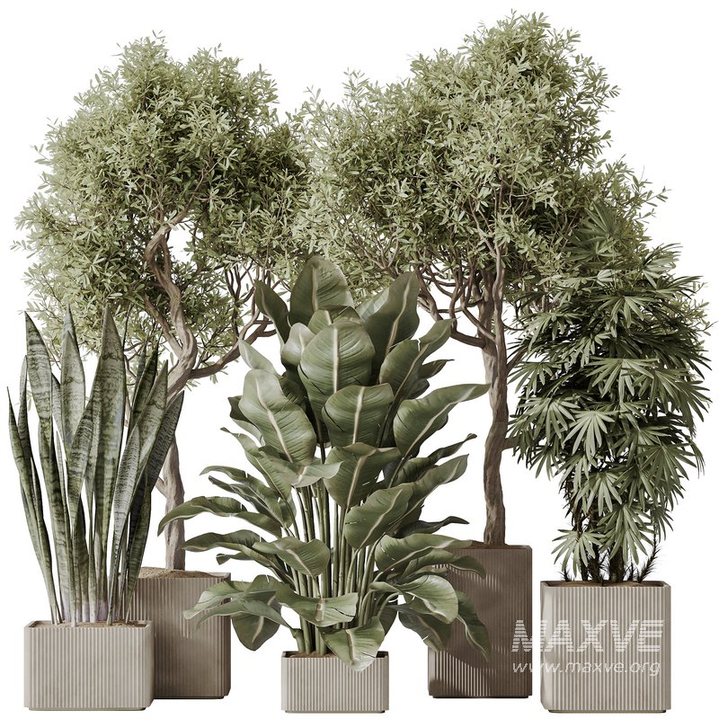 Indoor plant set 61