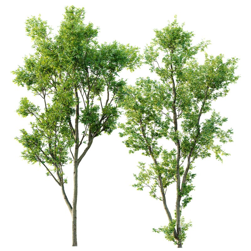 Celtis Australis 04