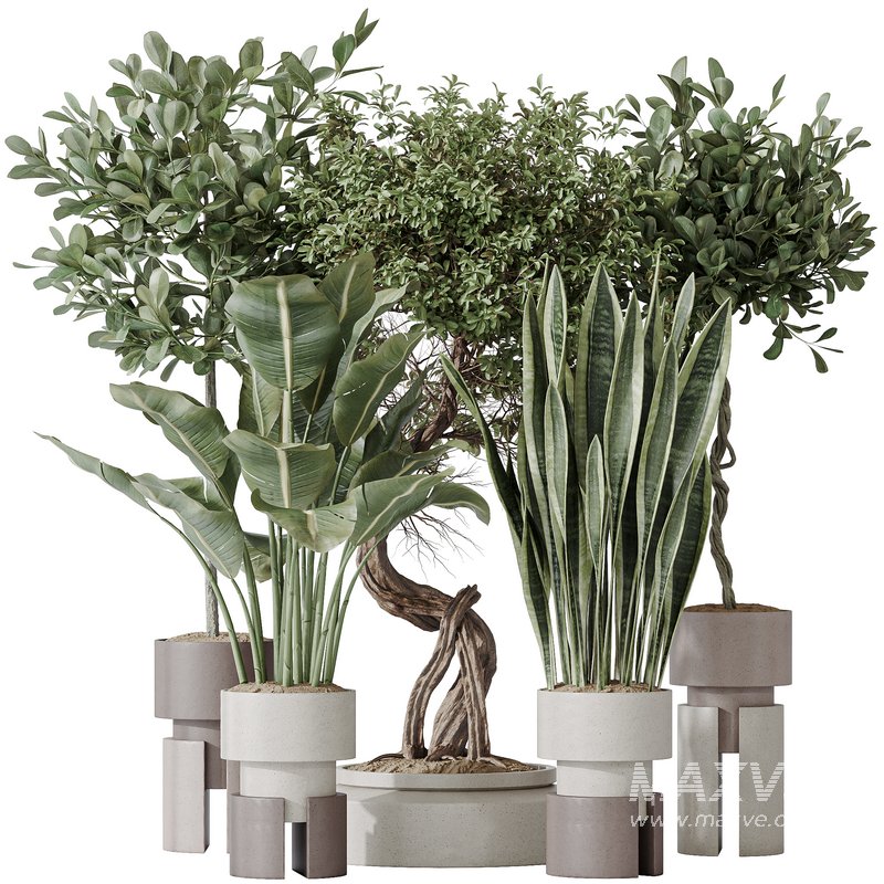 Indoor plant set 57