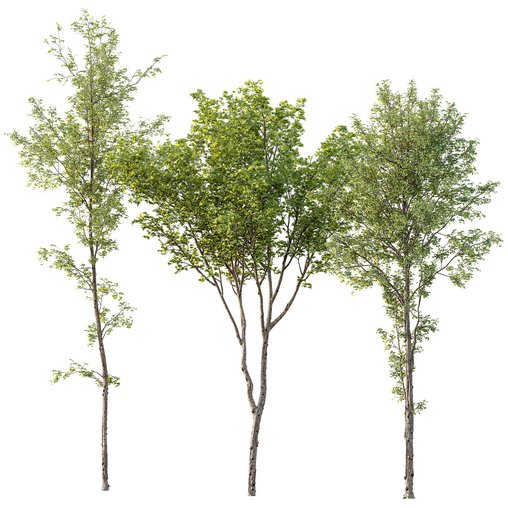 spring trees Alnus Glutinosa and Acer Pseudoplatanus 3d model Download Maxve