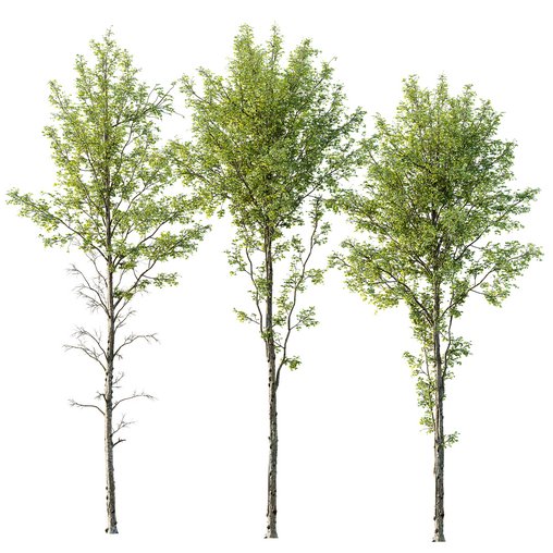 spring trees Alnus glutinosa 3d model Download Maxve