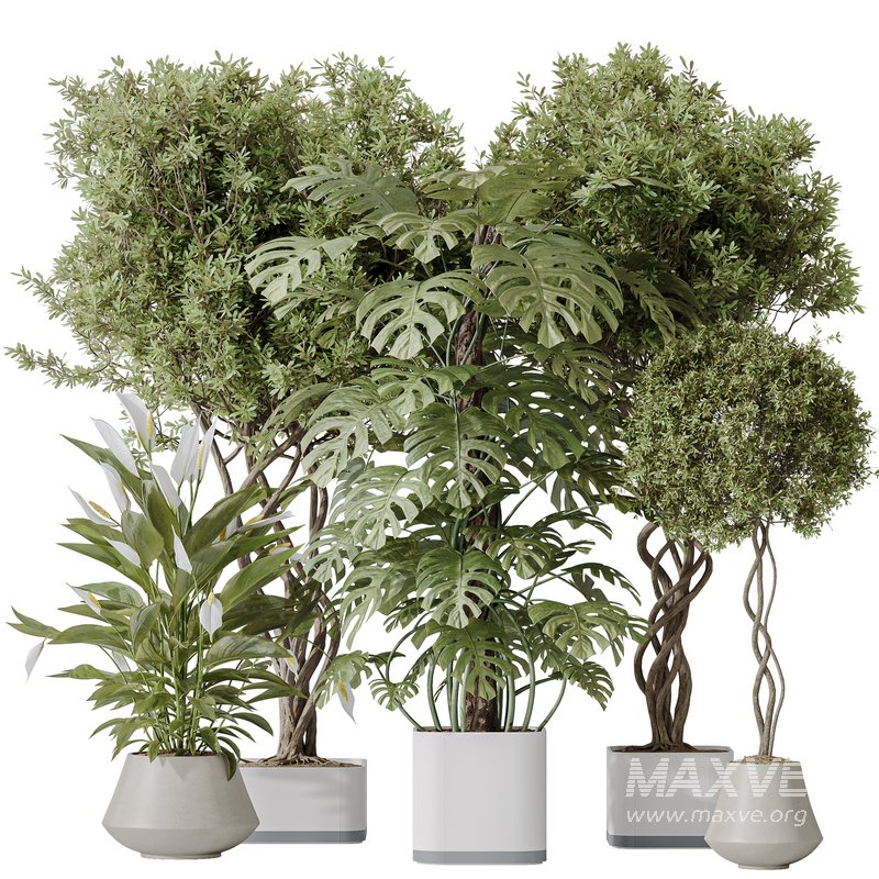 Indoor plant set 56