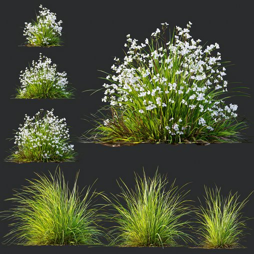 Libertia Grandiflora Grass and Carex Elata Aurea Grass 3d model Download Maxve