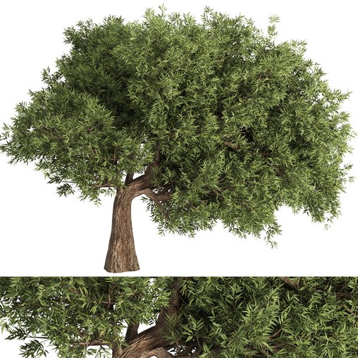 Olive Tree Set16 3d model Download Maxve