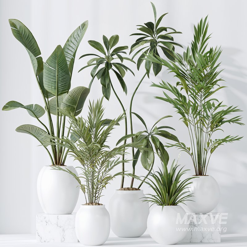 indoor plants set 96 Strelitzia Reginae Nicolai and Mountain Kentia Palm