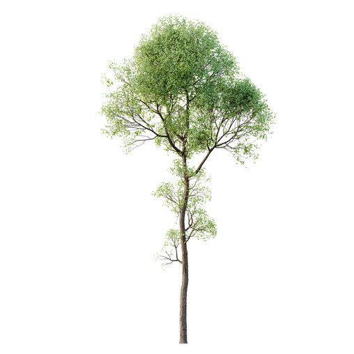 HQ Plants Shorea Robusta Sal Tree03 3d model Download Maxve