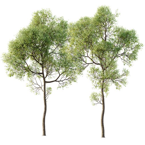 spring trees Shorea Robusta Sal 3d model Download Maxve
