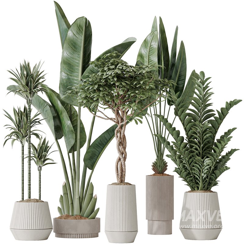 Indoor plants set 77 Bird Of ParadiseBird and Schefflera Arboricola and Warneckii Lemon and Zamioculcas Zamiifolia