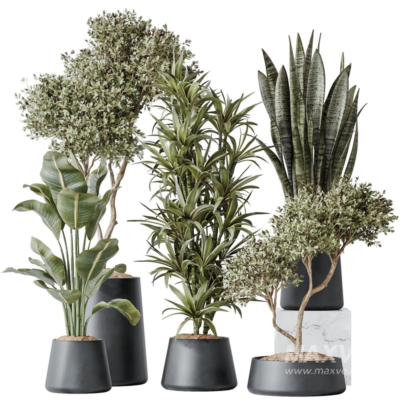 Indoor plants set 84 Olive Tree and ParadiseBird