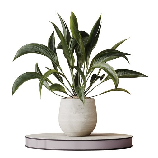 HQ HousePlants Spathiphyllum Wallisii Bellini Peace Lily Domino Set02 3d model Download Maxve