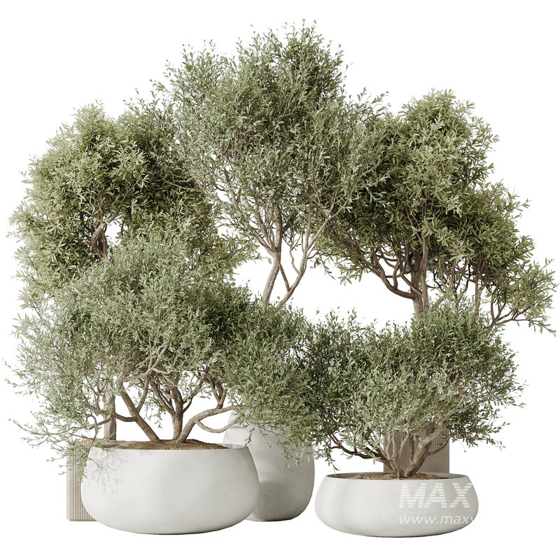 Indoor plant set 66