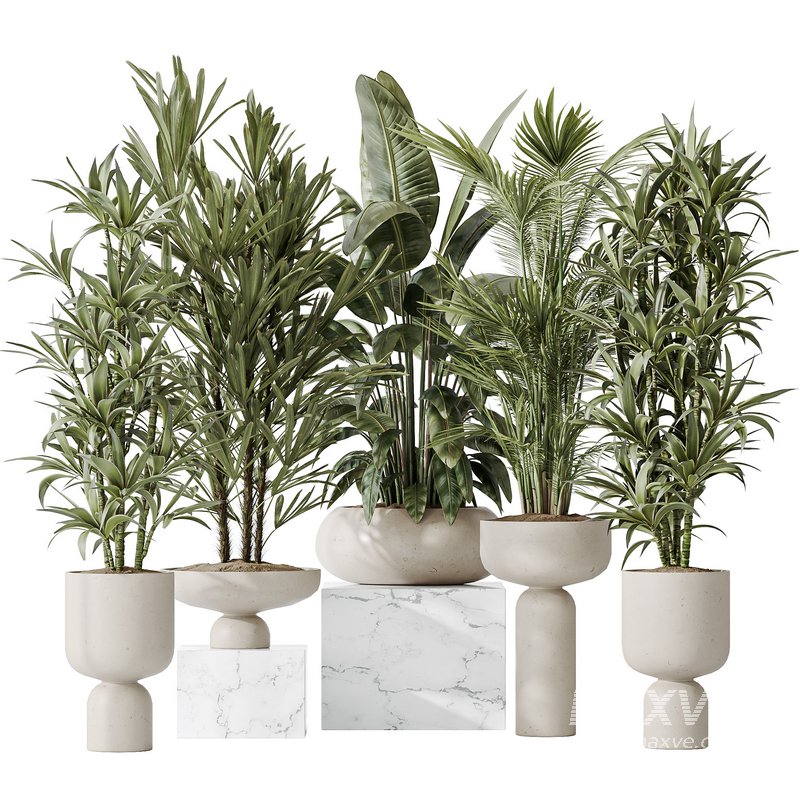 Indoor plants set 81 Areca Majesty and Rhapis Lady Palm and Lemon Lime Cane Dragon and ParadiseBird