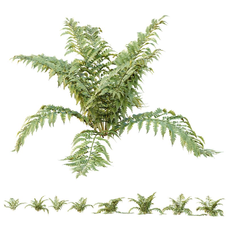 HQ Plants Macrothelypteris OligoPhlebia Torresiana Fern