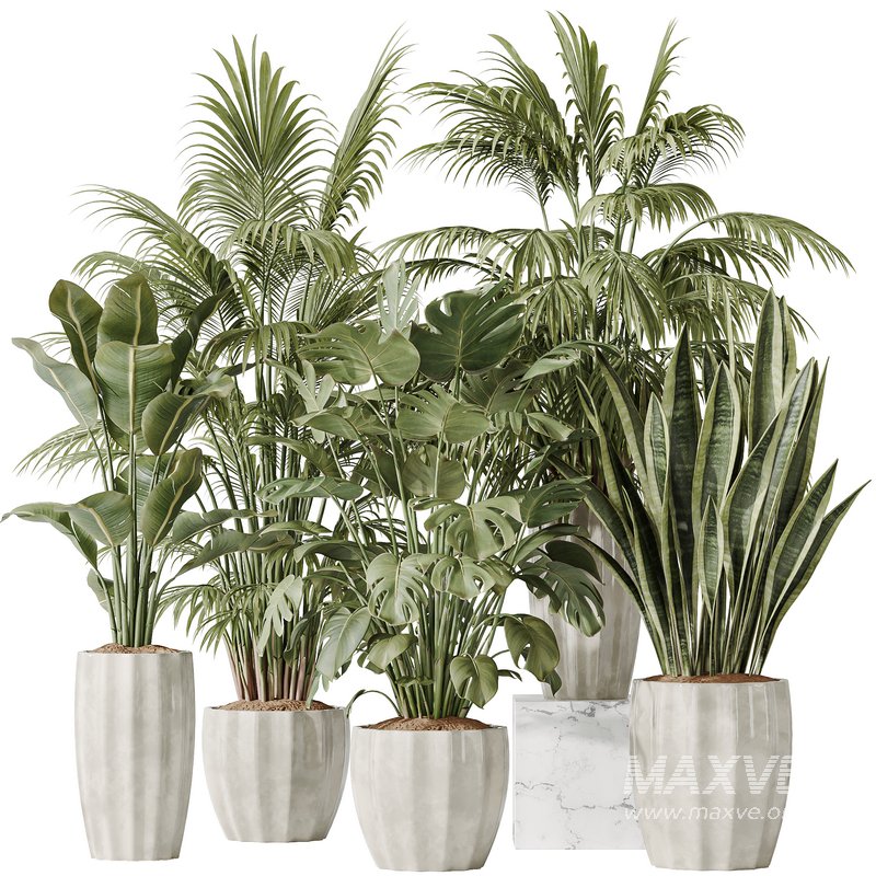 Indoor plants set 70 Majesty Cat Reed Palm and ParadiseBird