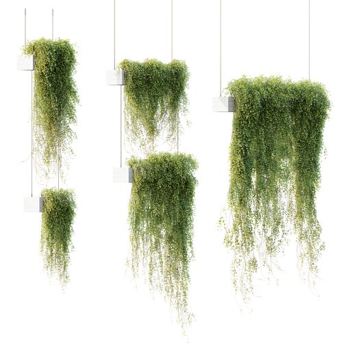 HQ HousePlants Hanged On Plants Set01 3d model Download Maxve