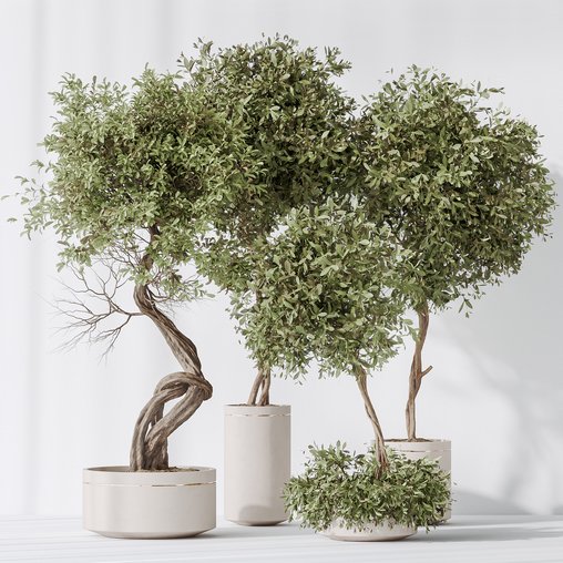 Indoor plants set 75 Ficus Retusa Microcarpa Bonsai Ginseng and Olive Artificial Olivo Olea Tree 3d model Download Maxve