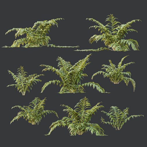 HQ Plants Macrothelypteris OligoPhlebia Torresiana Fern 3d model Download Maxve