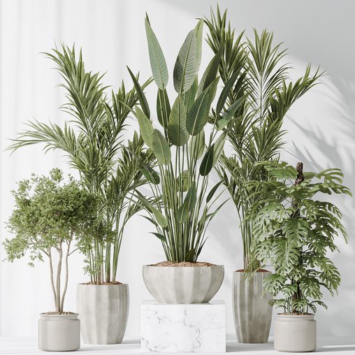 Indoor plants set 83 Areca Majesty Palm and ParadiseBird and Chemlali Olive and Elegant Monstera 3d model Download Maxve